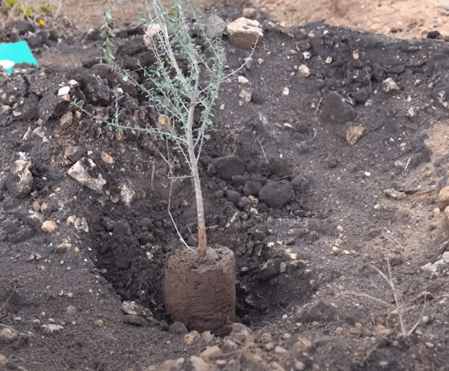 Plantation d'Arganiers à l’usine de Bouskoura : un engagement collectif pour la nature 
